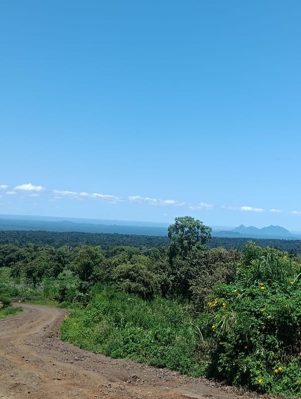 Rural Kenya landscape with flowering bushes documented in Igembe East