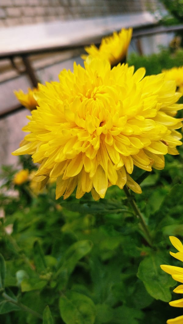Summer morning in Horishni Plavni: flowers, pets, and small moments