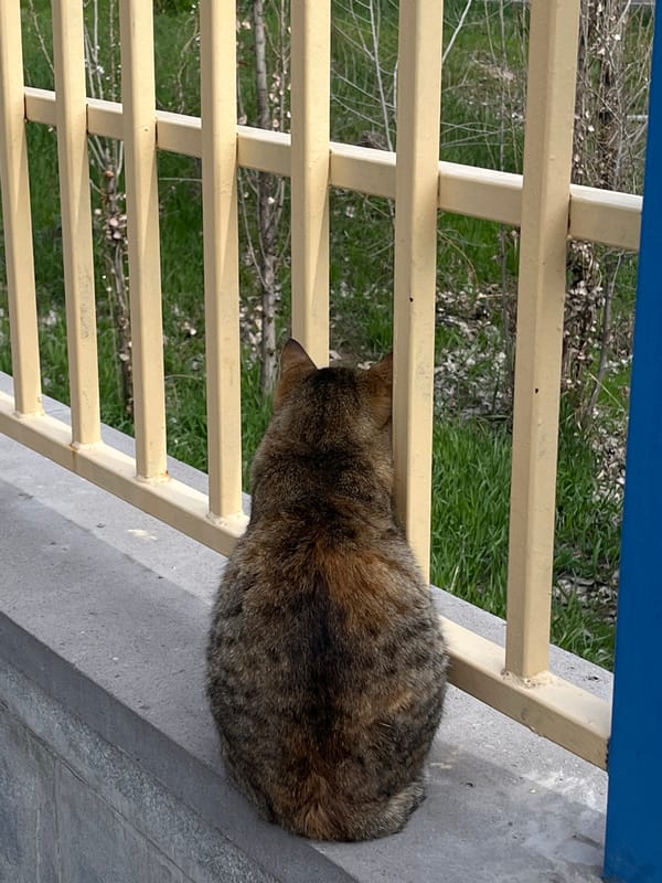 Cat spotted resting on ledge in Yerevan