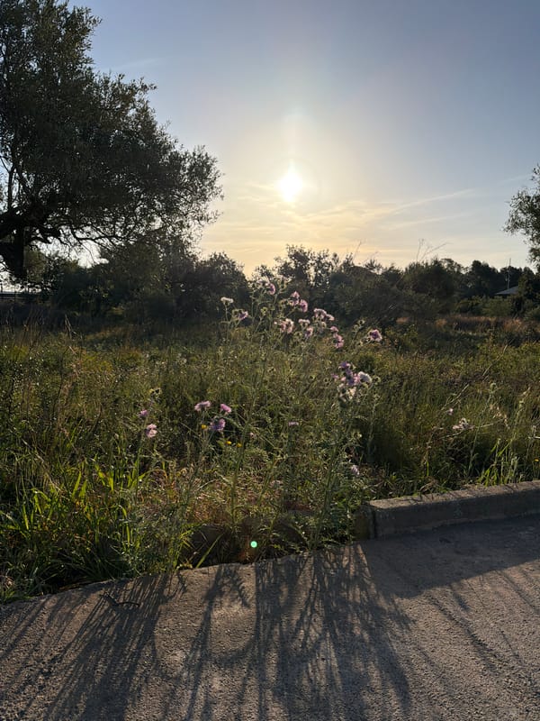 Morning dog walk captured in Spanish countryside fields