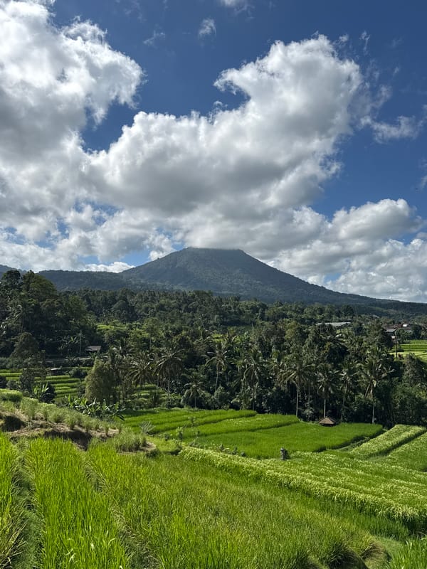 Morning landscape observed in Penebel's rice terrace region