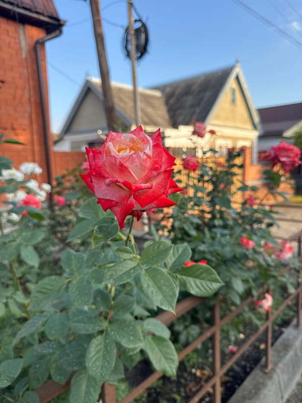 Roses and Mercedes on a quiet residential street
