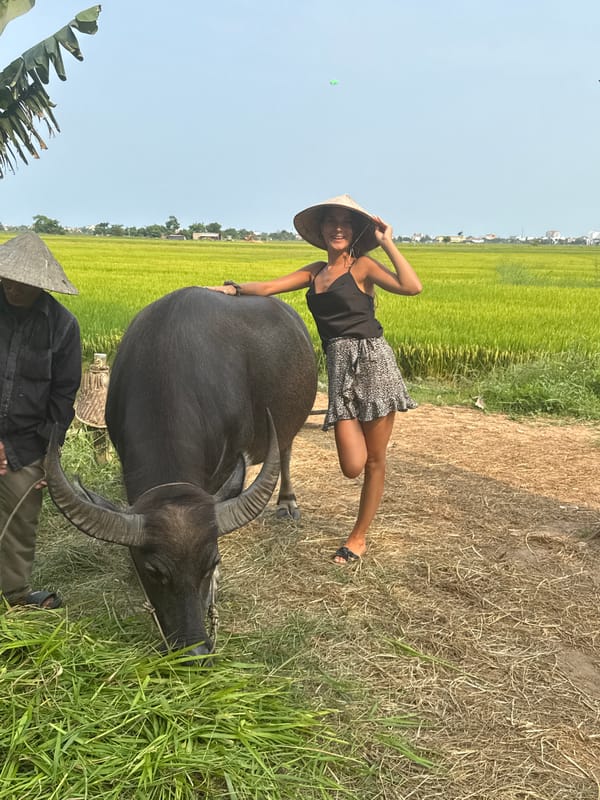 Tourists pose with water buffalo in Vietnamese rice paddies