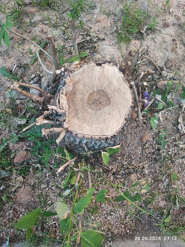 Morning scenes from Lytkarino: a cut stump and a sunlit sidewalk