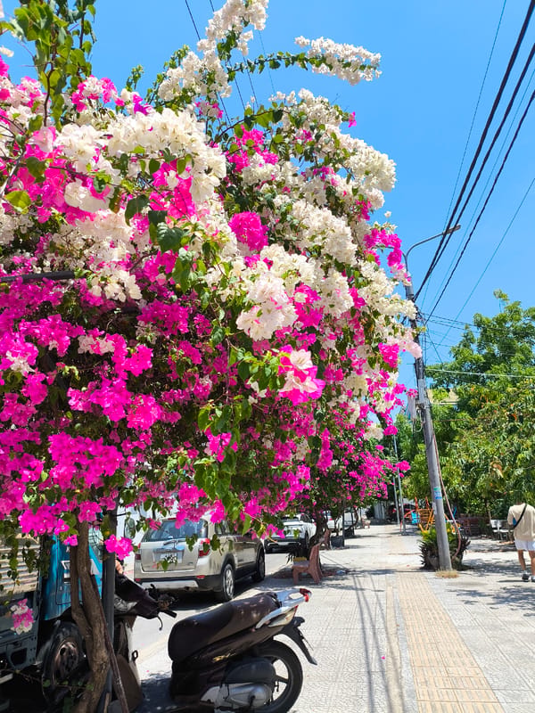 Cold drink, flower-lined streets, and a Đà Nẵng morning