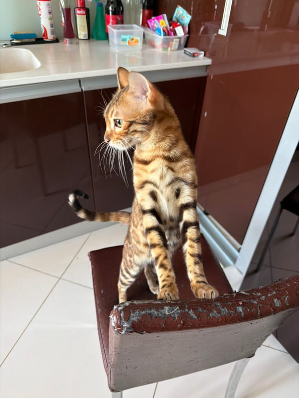 Bengal cat sits in kitchen chair in Saint Petersburg