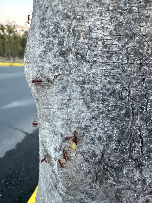 Ants observed foraging on tree bark in Puebla