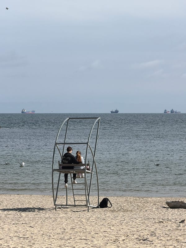 Swans and seagulls gather at Varna beach on clear day