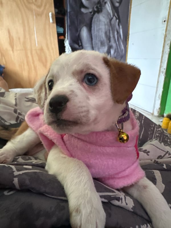 Dressed puppy spotted wearing pink sweater in Arica, Chile