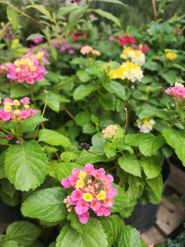 Vibrant Lantana flowers bloom in Buenos Aires garden