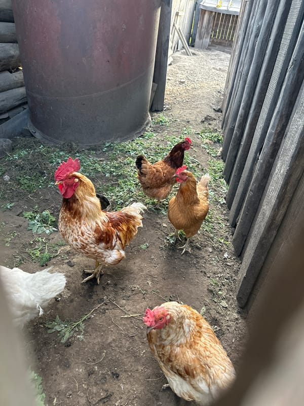 Chickens, a chained dog, and wildflowers at a Russian farmyard
