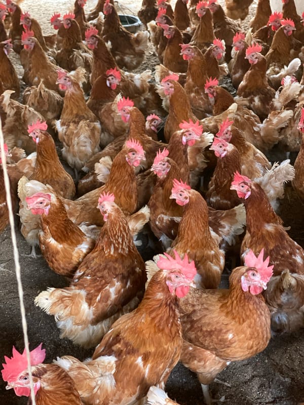 Daily poultry farming operations documented in Maigizo, Nigeria