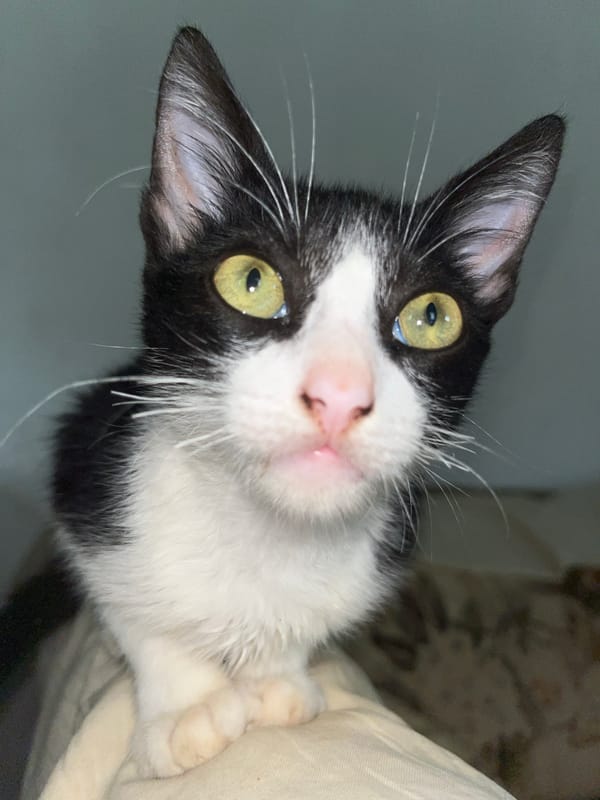 Animals photographed in close-up shots in Tinaquillo, Venezuela