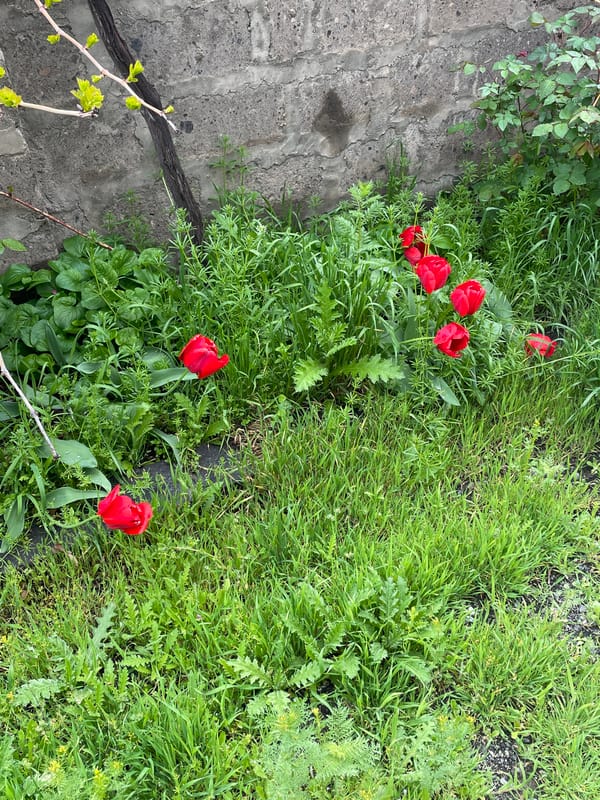 Morning spring walk documented in Vagharshapat, Armenia