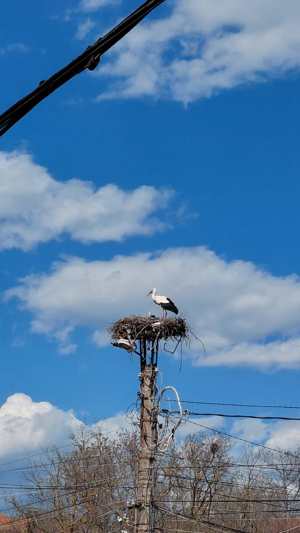 Stork spotted nesting on utility pole