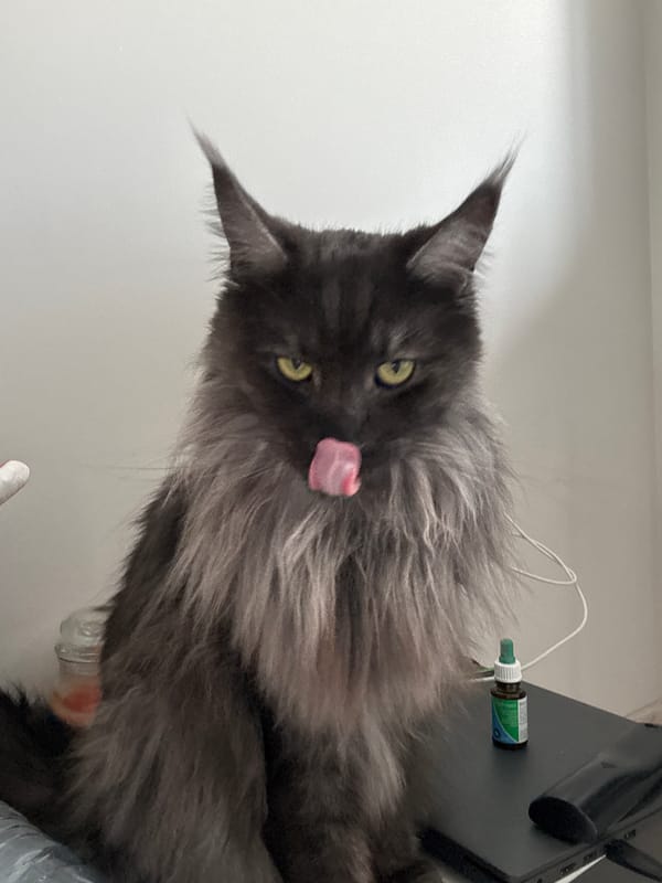 Large grey Maine Coon cat photographed mid-grooming session
