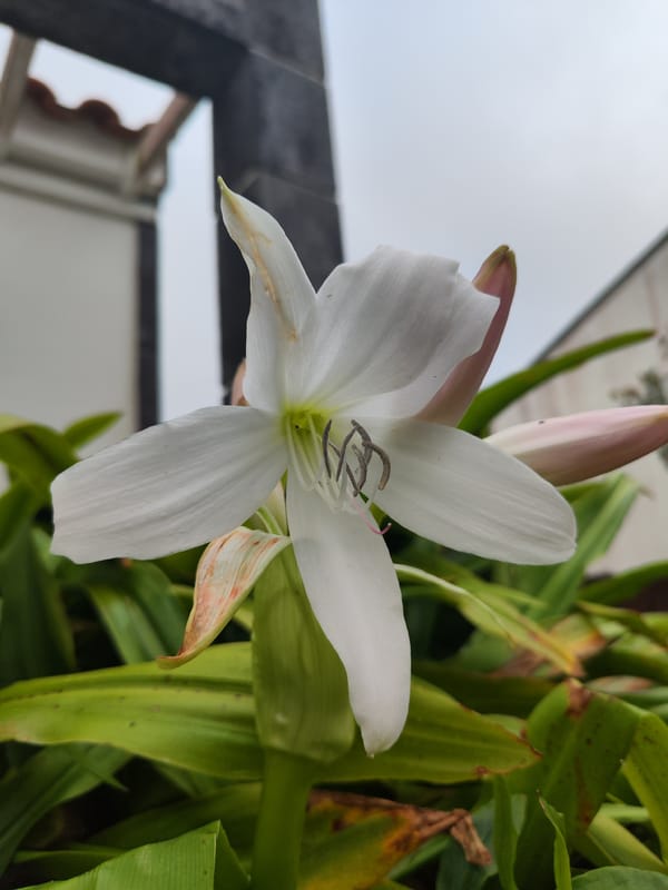 Garden photography session captures spring blooms in Ribeira Grande