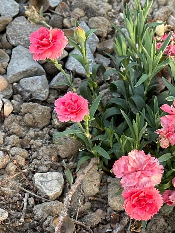 Summer afternoon in Krefeld: garden flowers and a supplement drink