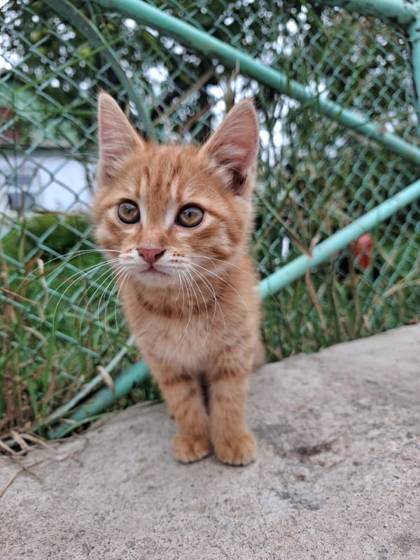 Ginger cat and dahlia blooms in a Kyrgyz garden