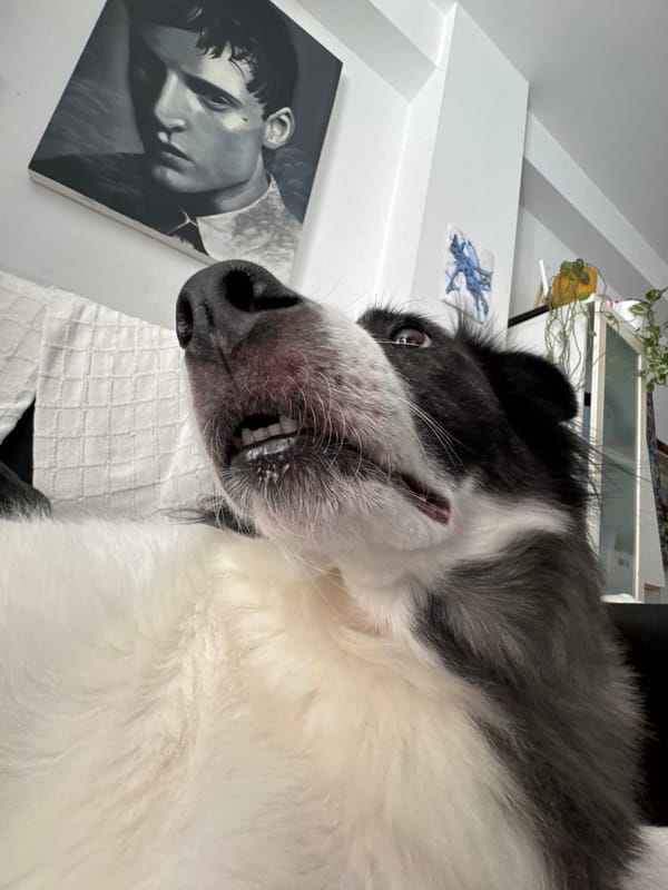 Border collies chilling at home in Vigo