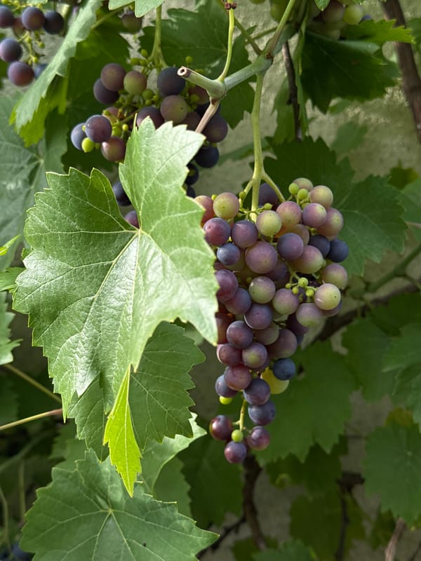 Summer garden check: grapes, chickens, and homegrown produce in Bavaria