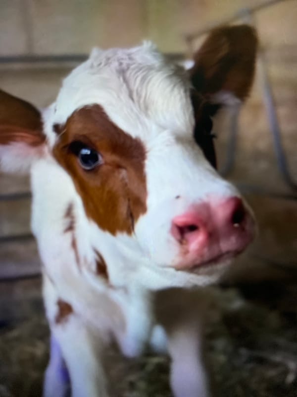 Early morning farm animal photography documented in Tinaquillo, Venezuela