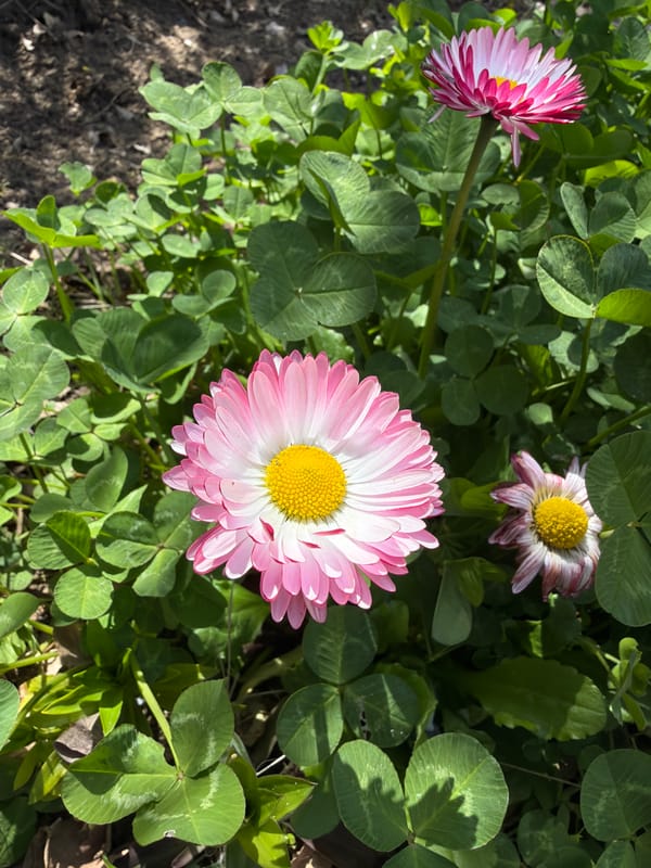 Spring flowers bloom in clover patch, Varna Bulgaria