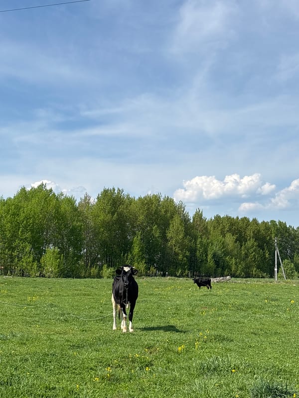 Cow rests in flower-dotted field in Sylva, Russia