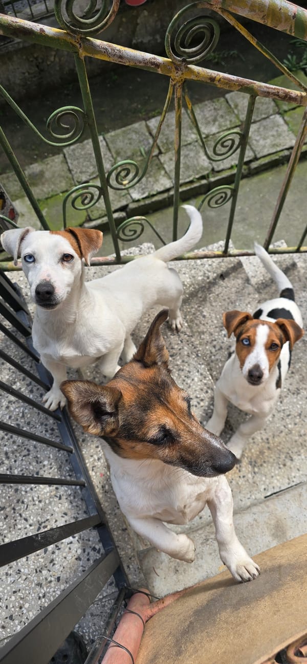 Three dogs spotted on balcony in Varna, Bulgaria