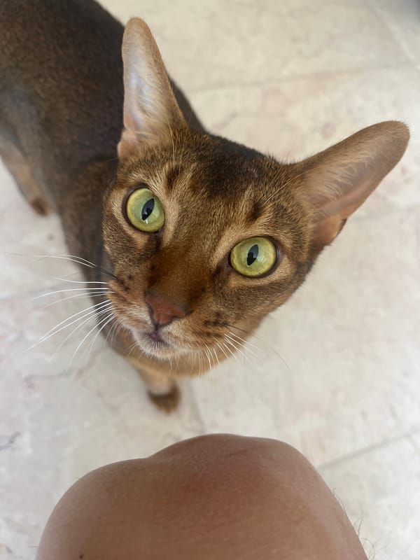 Abyssinian cat relaxing and roaming an indoor space