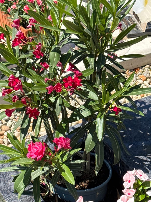 Pink oleander and concrete walls in a sunny outdoor setting