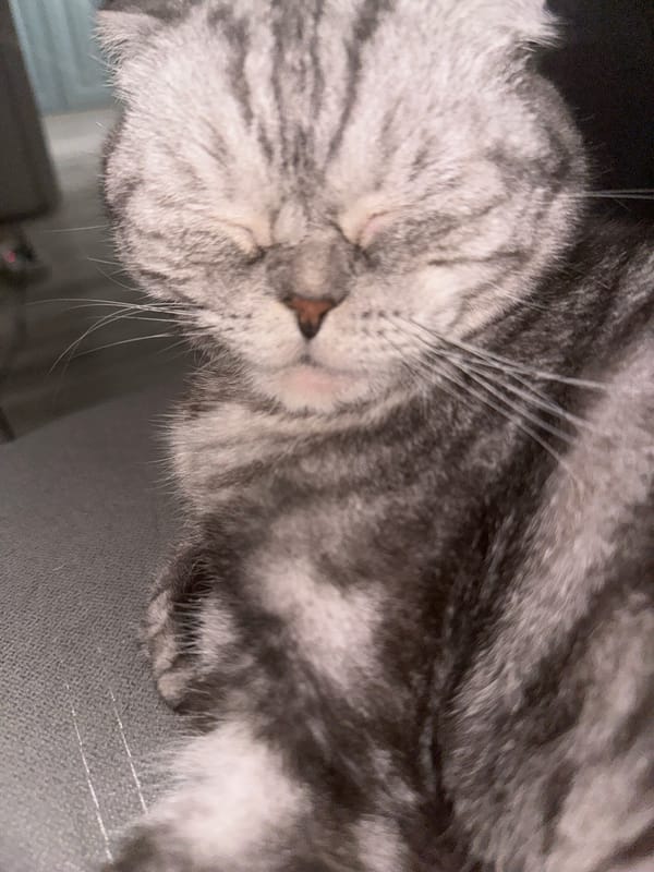 Grey tabby cat napping, Kazan