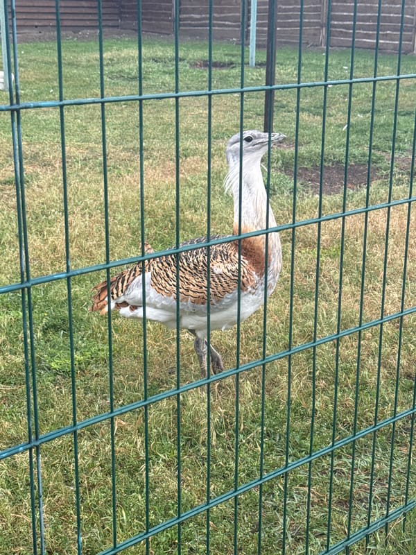 Zoo visit documented in Zaliznychne Ukraine wildlife facility tour