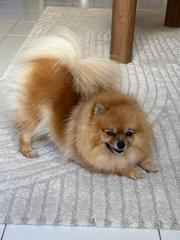 Quiet afternoon with Pomeranian documented in Cannes home