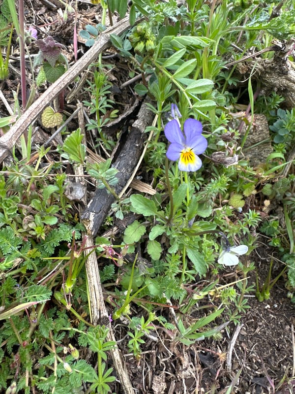 Person forages parsley amid wildflowers in Bulgarian village
