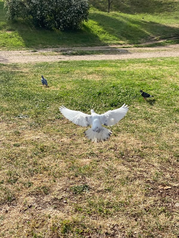 Everyday moments documented across Budva, Montenegro Friday afternoon