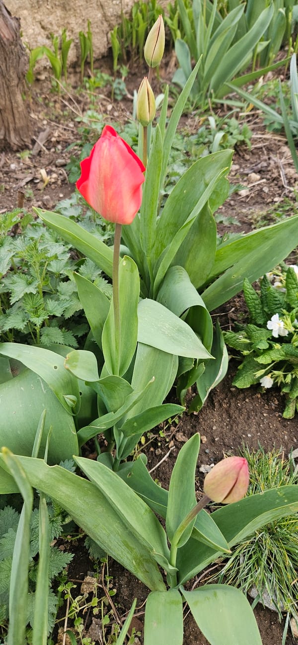 Spring garden moments and pets captured in Blagoevgrad