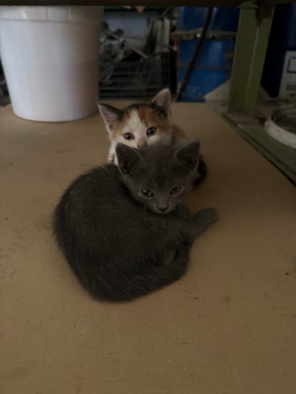 Kittens documented in everyday domestic scenes across Bulgarian village
