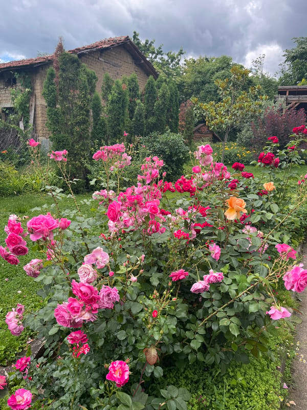 Rose garden blooming in Skobelevo, Bulgaria