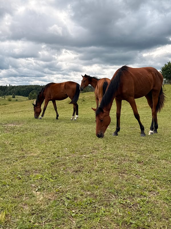 Mixed horse herd grazing in a cloudy Lithuanian field