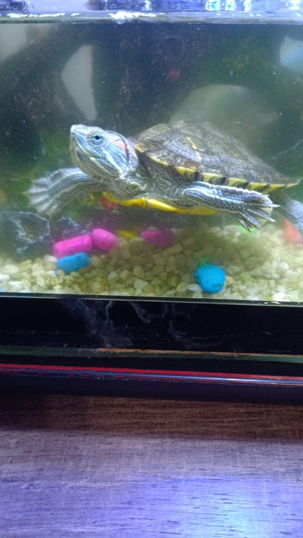 Domestic life glimpses captured across Yerevan household