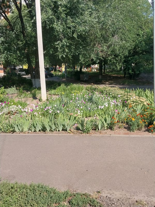 Summer flowers in bloom across a Dnipro park