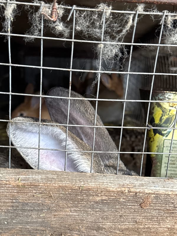Woman visits rabbit facility in rural Russian village
