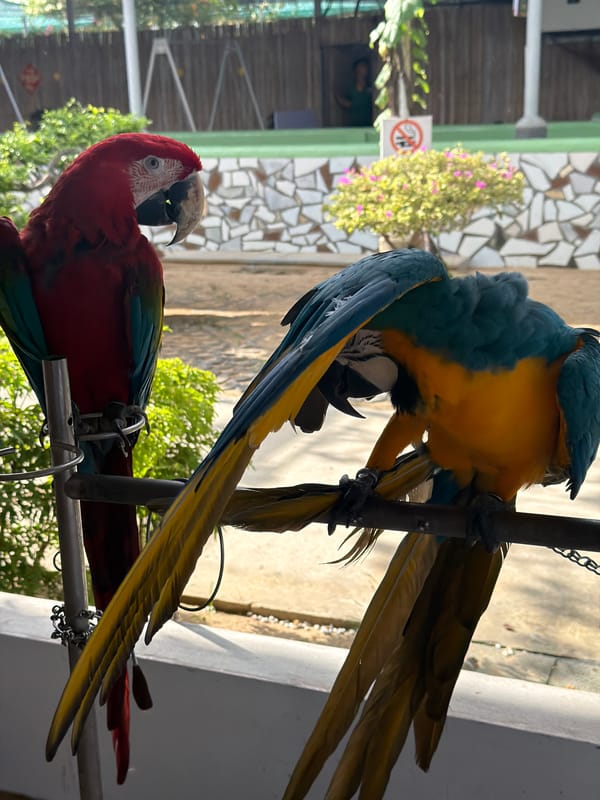 Morning visit to Vietnam farm zoo captures macaws, koi, gardens