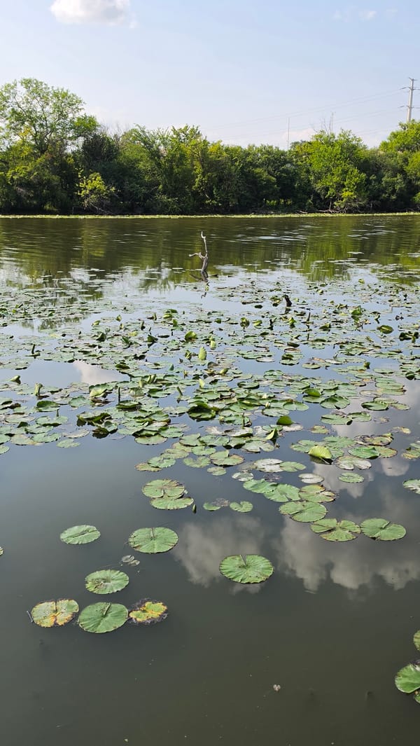Lily pad lake and gazebo at a quiet Elgin park