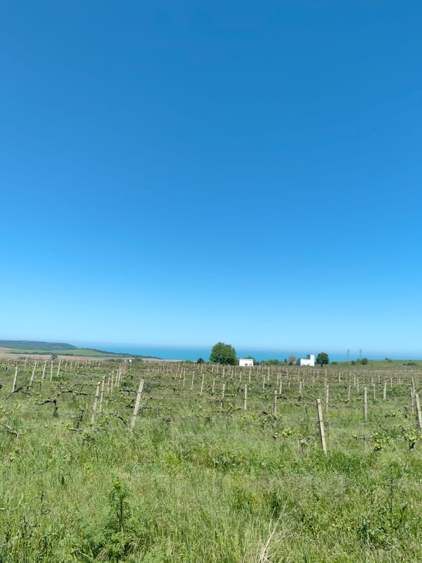 Bulgarian vineyard observed under clear skies in Byala
