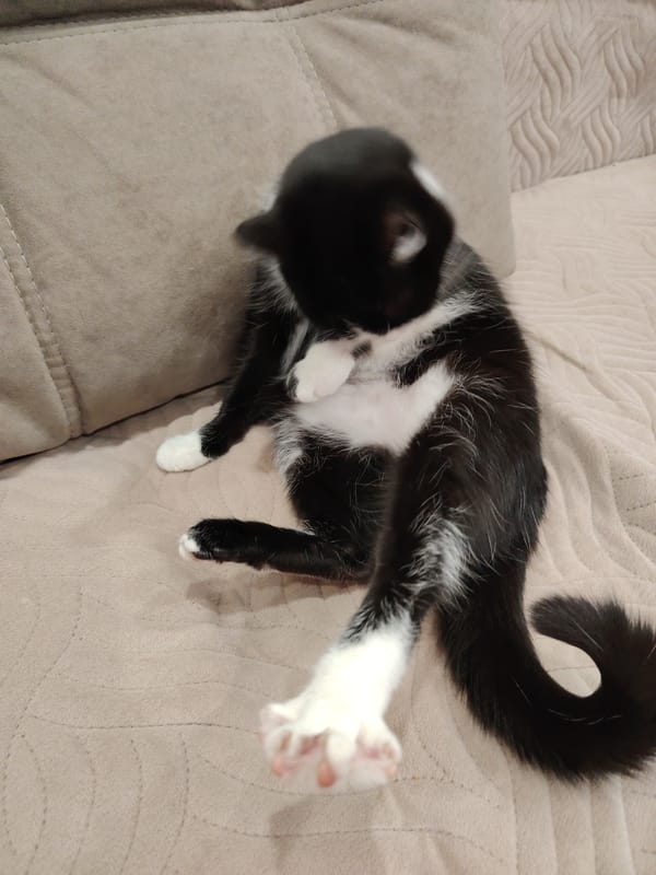 Black and white cat observed grooming on beige furniture