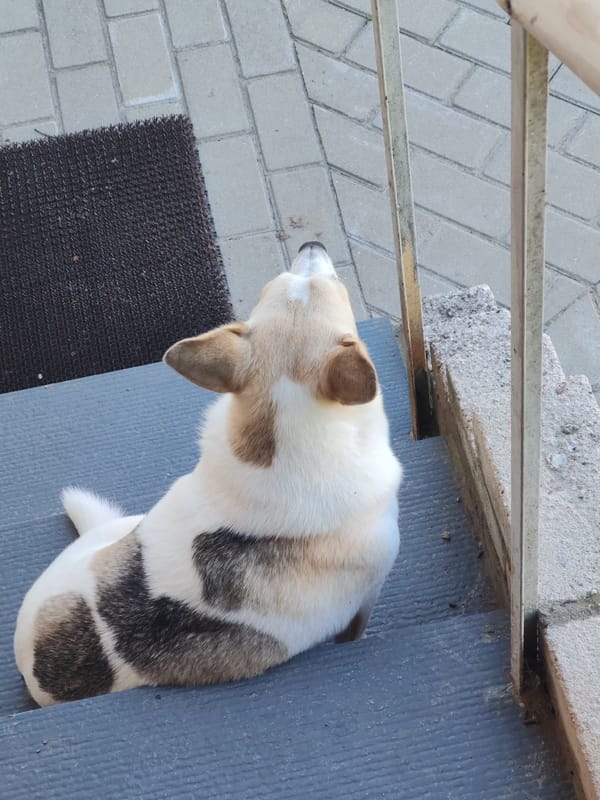 Ordinary moments: corgi, germinating seeds, houses documented over hour