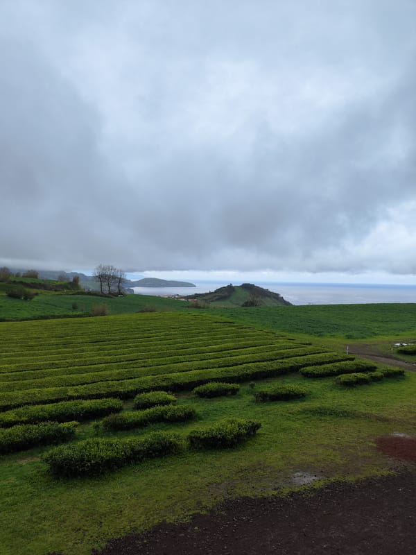 Visitor documents historic Azores tea plantation on cloudy afternoon