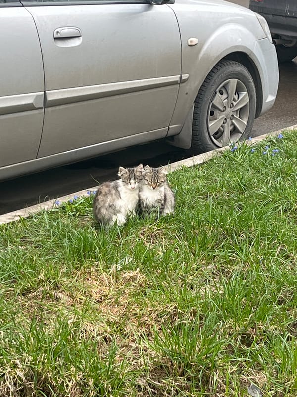 Two cats spotted resting by car in Klin, Russia